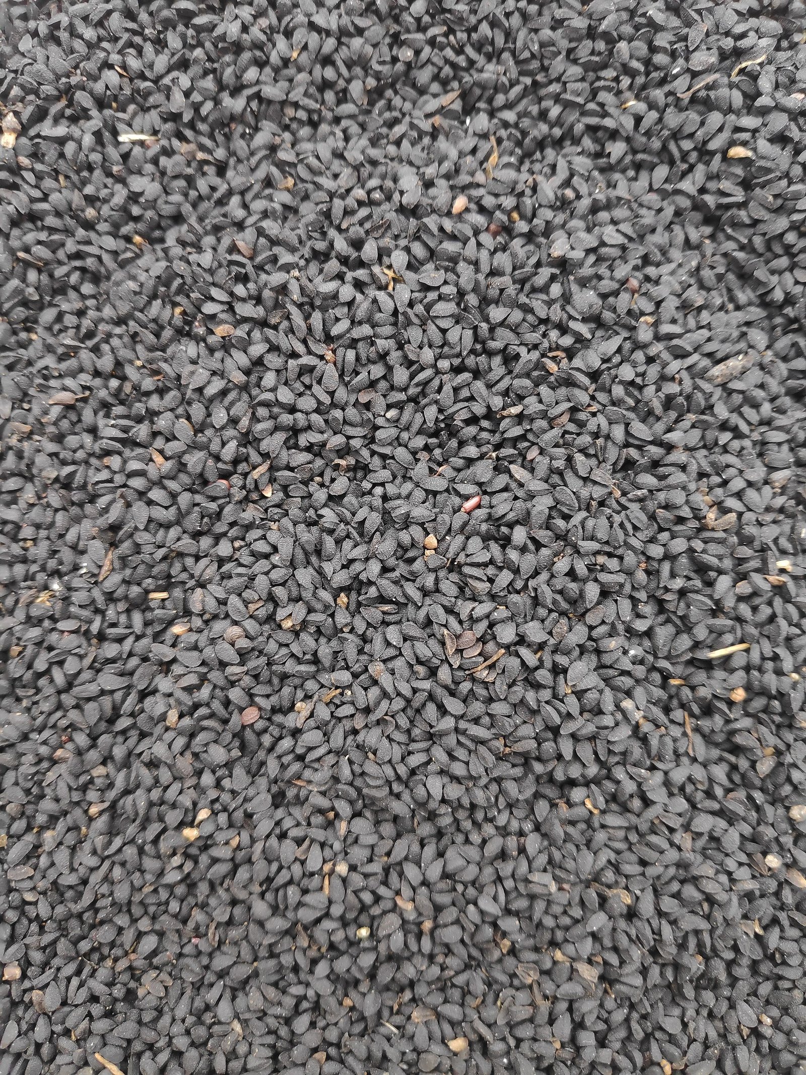 Nigella sativa sowing seeds ready for Exotrip Farms packets